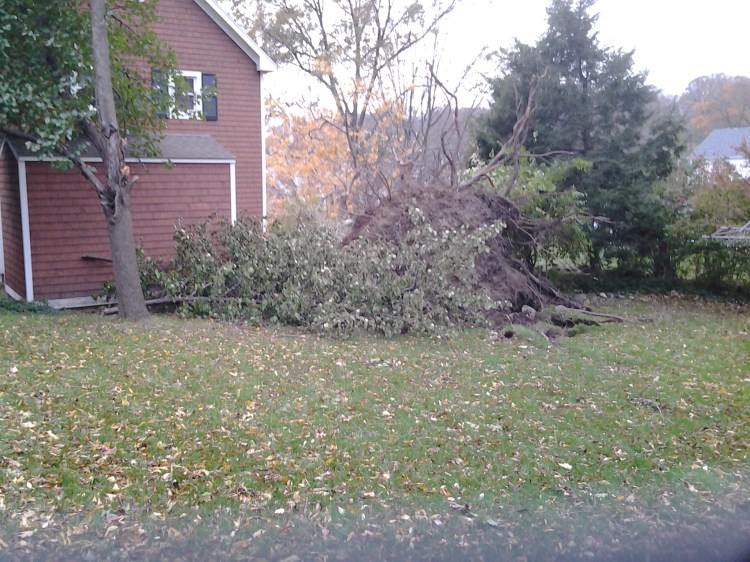Some of the cleanup work that awaits us this weekend in the back yard. This is the ass end of our neighbor's tree, upended during the storm. It managed to avoid hitting their house, but left a huge crater in the lawn. Basil is thinking we should install a hot tub there...