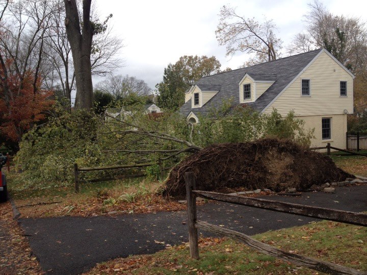 Five days later, this is still the scene on the front lawn of the house next door to us. How lucky they are that the tree managed to miss their house and cars. I've suggested they wait a few weeks and hang the Christmas ornament on it, but I think they plan to have it cleared away soon.