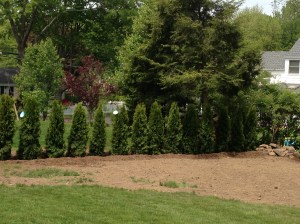 New bushes where a large tree stood in our yard before Hurricane Sandy. 