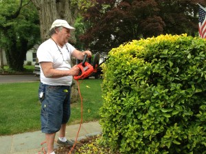 Man versus hedge, Basil edition. Just think: He could be working in YOUR yard. 