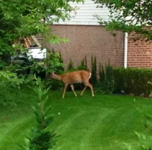 My view out the kitchen window this morning. Guess it was breakfast time in the neighbors' yard, too.