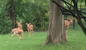Mamma Doe and her Three Little Fawns pay me a visit.