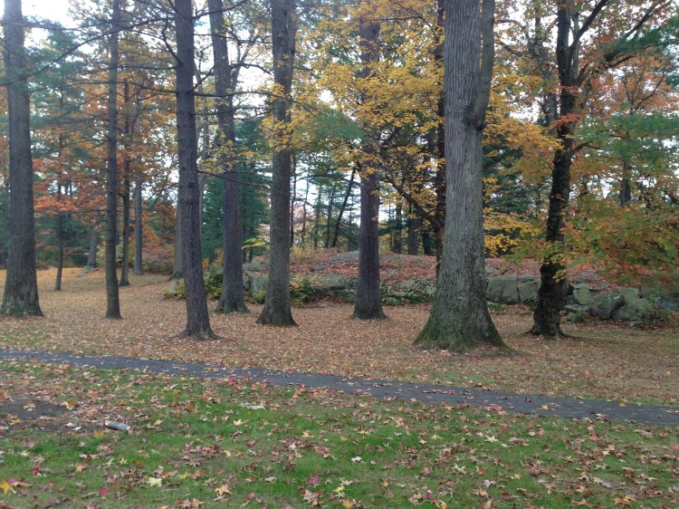 Dwindling fall display. Bruce Park, Greenwich.