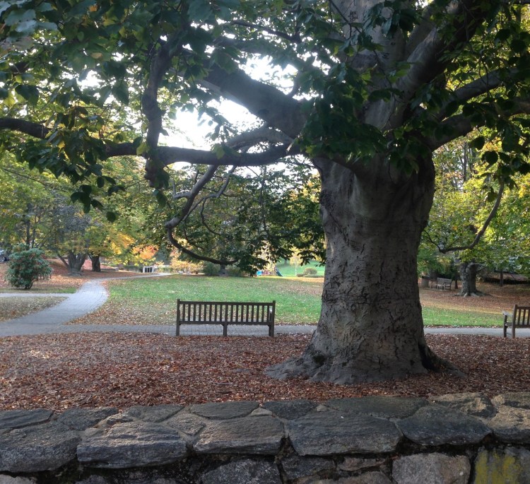 Pocket park next to the Board of Ed building on Greenwich Avenue, Greenwich, CT