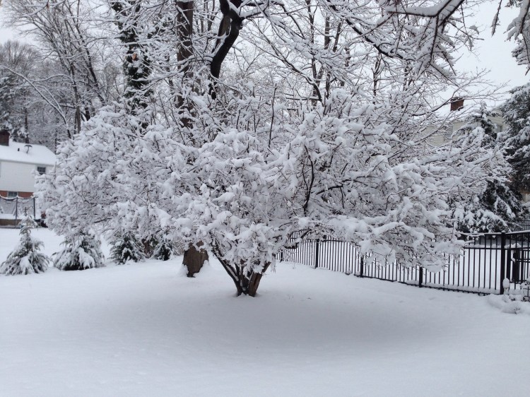 The cork tree in our back yard is my favorite, treating me to gorgeous burgundy leaves in fall, a la its nickname, The Burning Bush, and to this lacy winter display today.