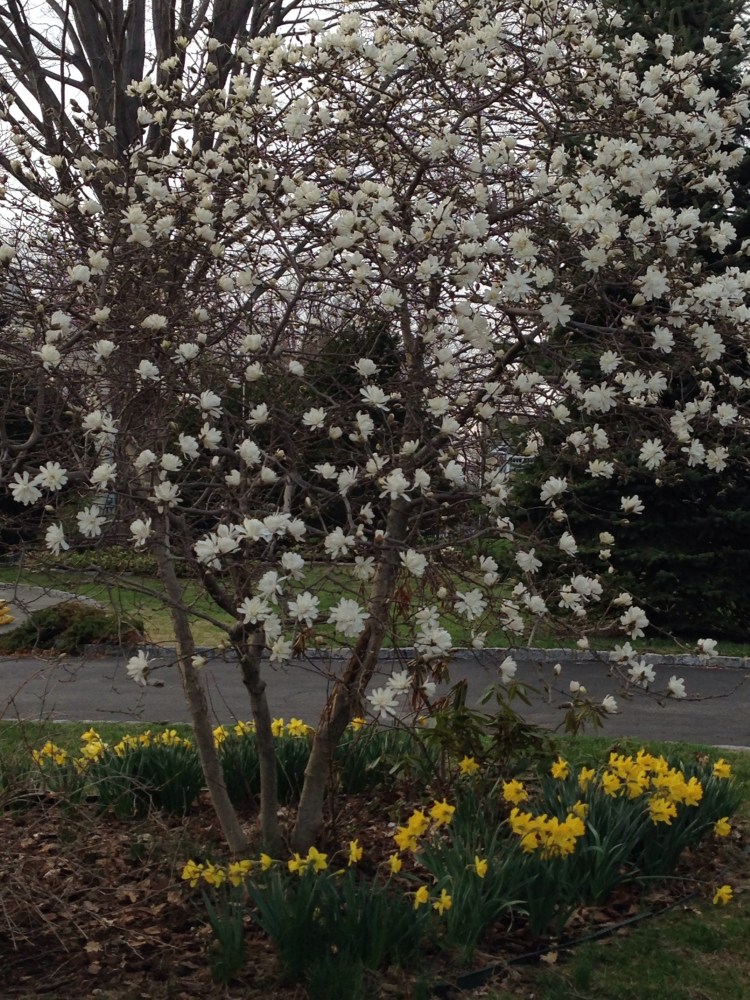 These buds are for you.