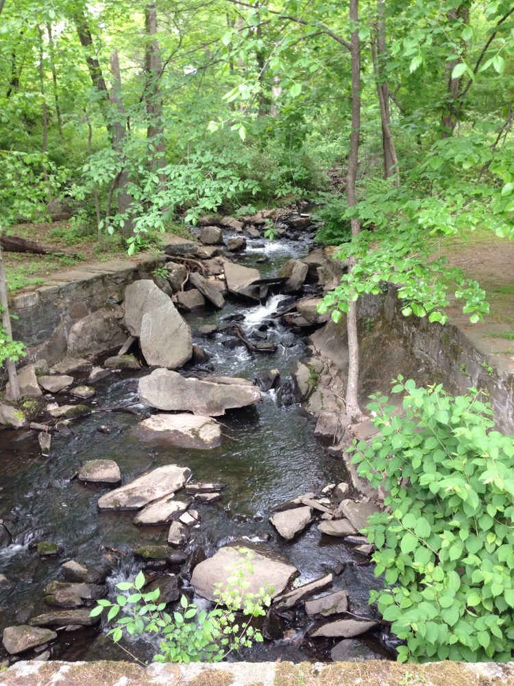 The creek on the corner of Greenwich High's campus comes to life.