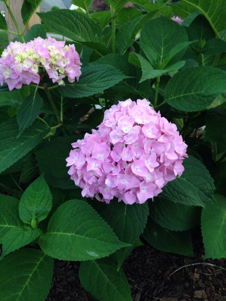 Hydrangea in bloom next to our mailbox.