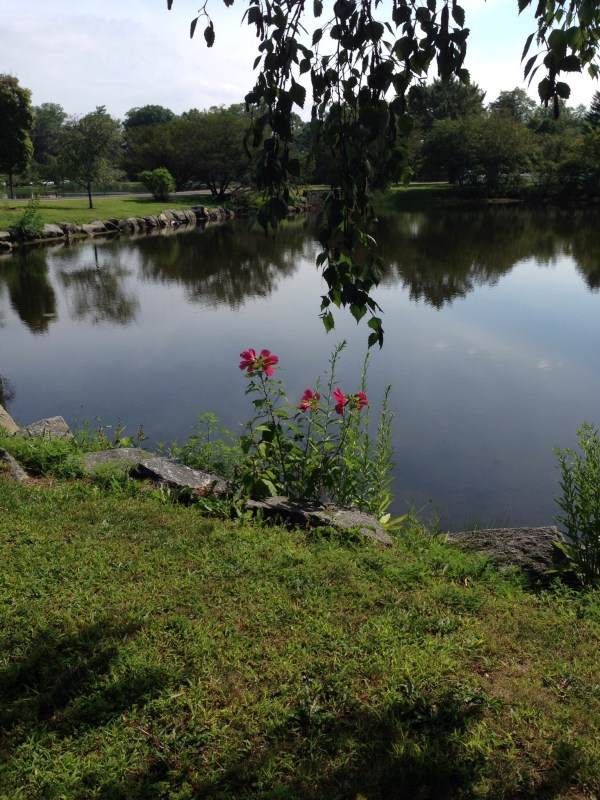 Splash of color, Bruce Park.