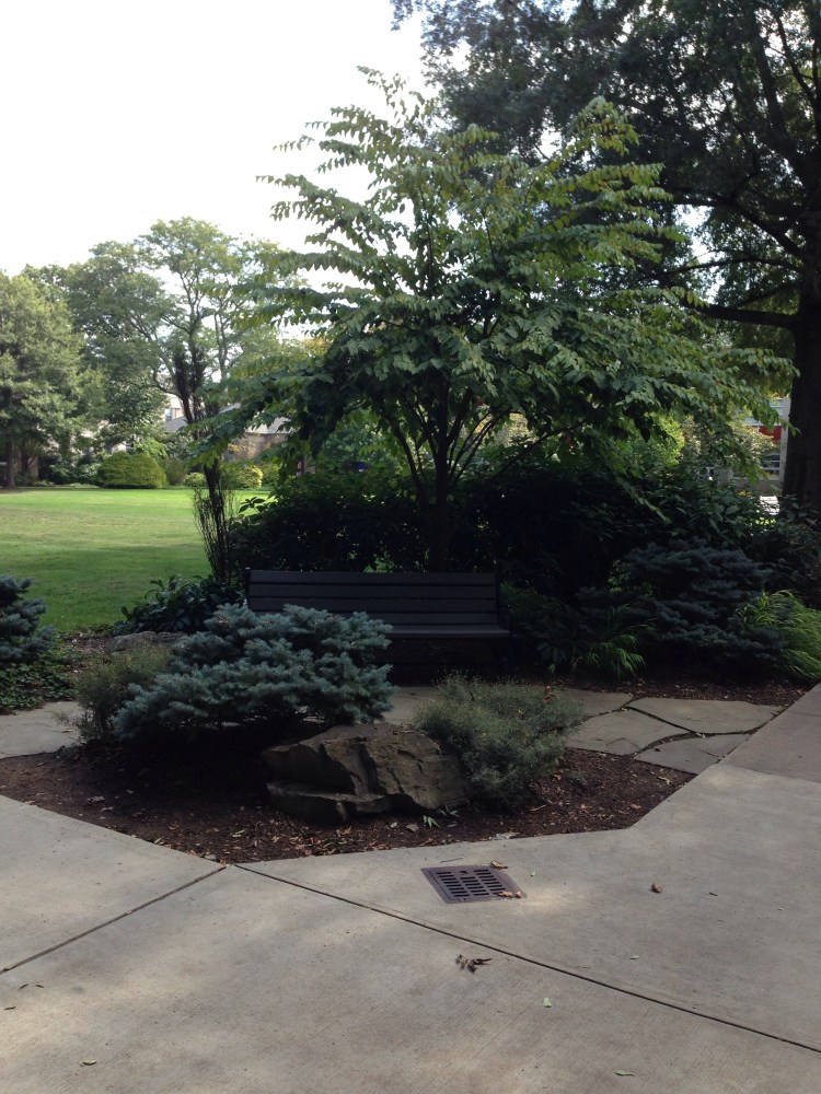 Hofstra University's campus houses an official arboretum, with more than 12,000 evergreen and deciduous trees among other plants. We had a peek at some of them during the fall festival/parents weekend last Saturday and Sunday.