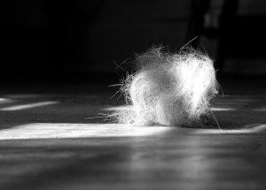 Not our dust bunny! Merely an illustration of what could have been had Basil not tackled the bedroom with vacuum ... and leaf blower.