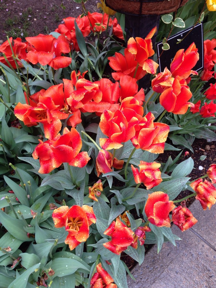 Rain didn't dampen the beauty at Hofstra University's Tulip Fest last Saturday. 