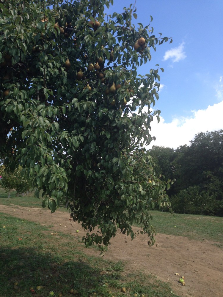 Pears for the pickin'.