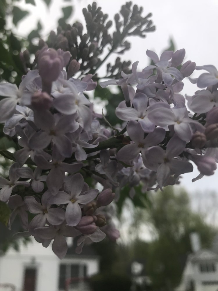 1AA98D42-83B5-46CE-9F0A-55A6F28EE70B