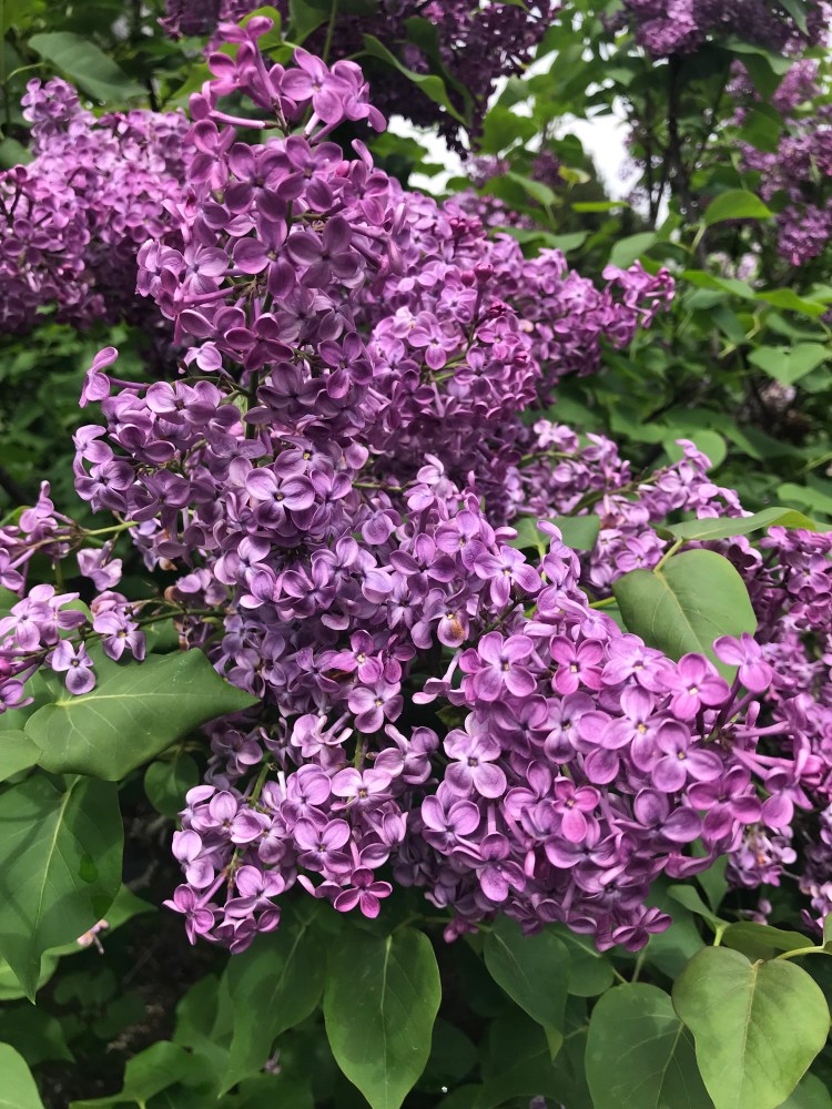 1DE07D17-1C5D-4B5E-95C2-7EC9DFC36C5D