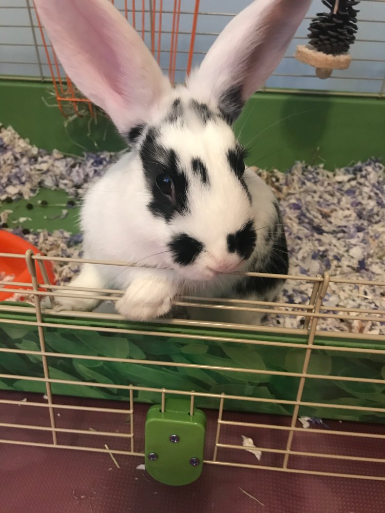 A25C8D40-2CA4-4748-B541-218928076BE9